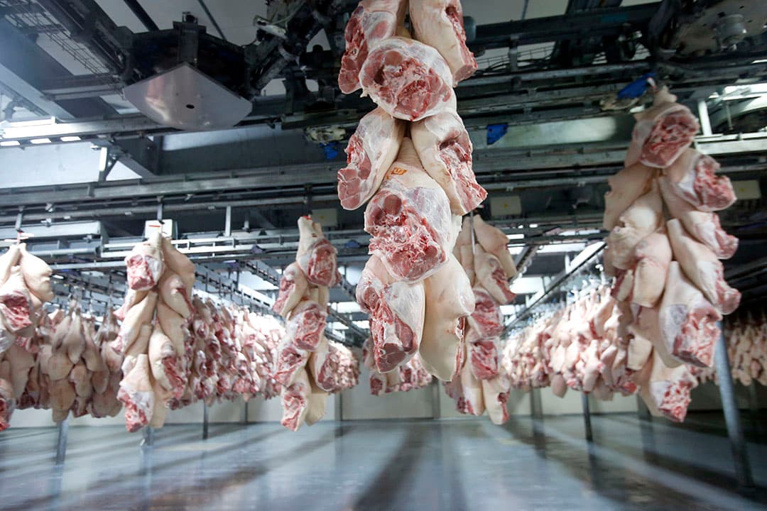 In 2021 kwamen overal meer varkens aan de haak. - Foto: Bert Jansen