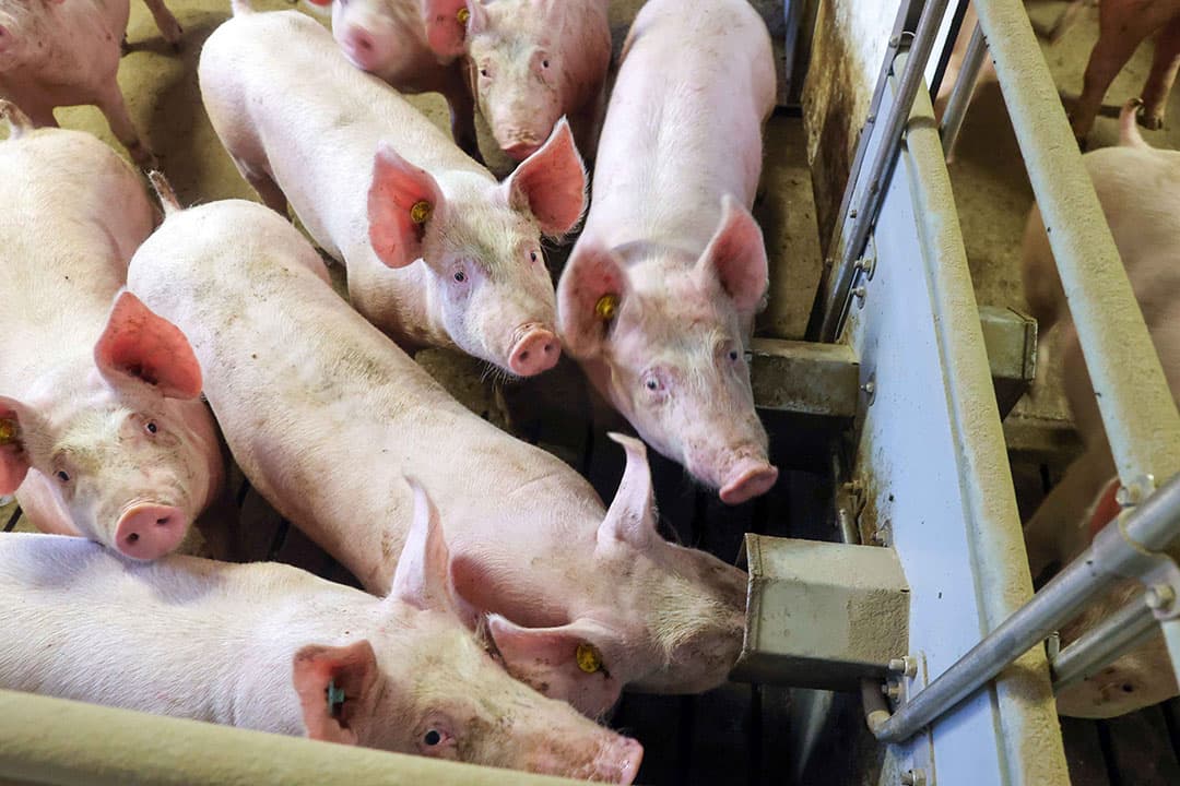 De veehouderijen die bovenaan de verkeerde lijst stonden, hebben grote dieraantallen. Volgens het RIVM kan dat betekenen dat stallen die in werkelijkheid geen hoge emissie hebben toch op de lijst staan. - Foto: Bert Jansen