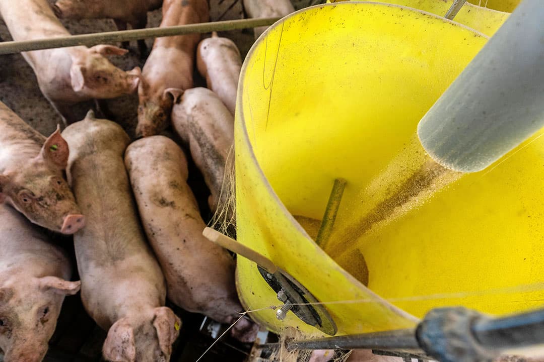 Vleesvarkensbrok noteert in maart € 35,10 per 100 kilo; een stijging van € 2,85 ten opzichte van februari. Een jaar geleden kostte de brok nog € 26,95. - Foto: Herbert Wiggerman