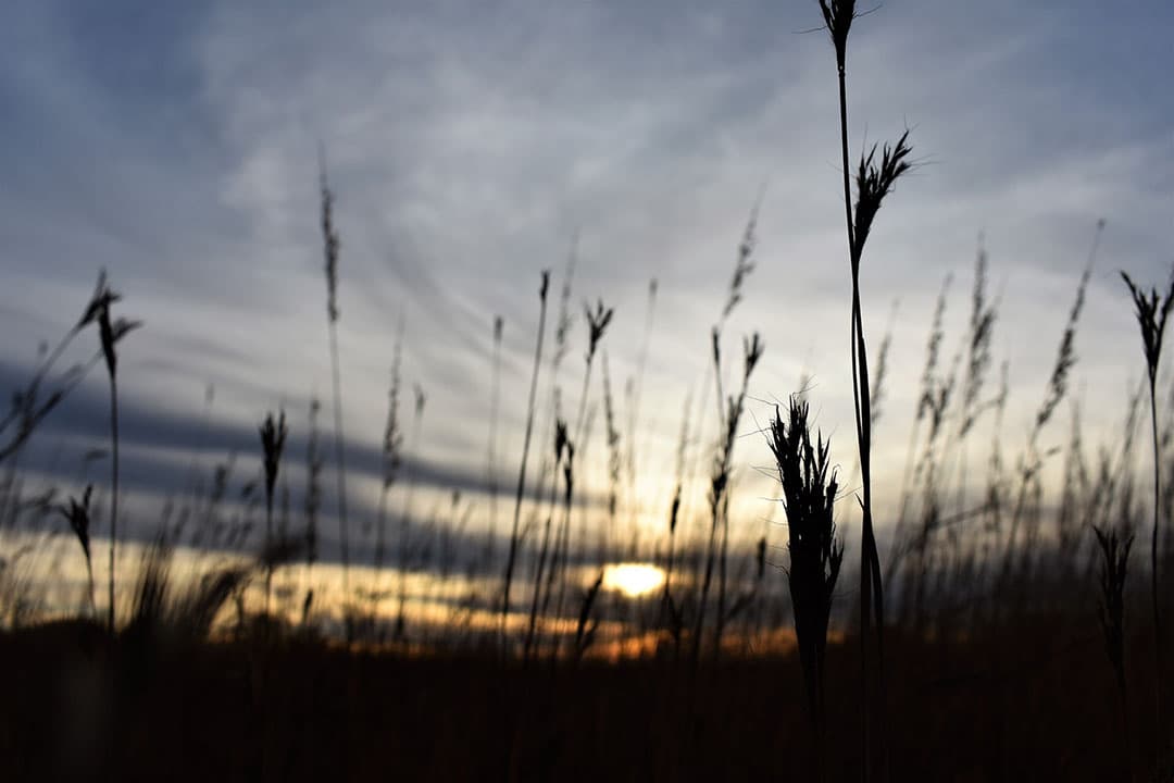 De graanvoorraden zijn niet kleiner dan afgelopen jaren. - Foto: Canva