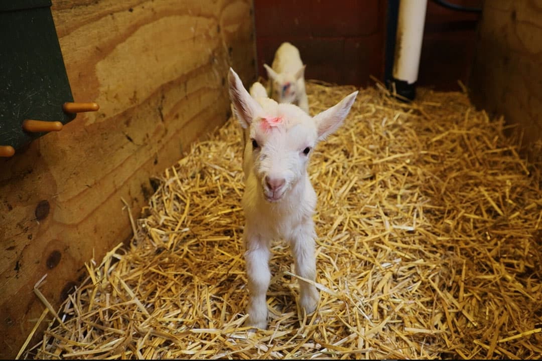 Foto: Boerderij