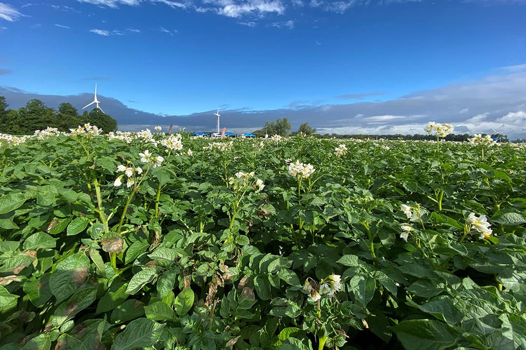 Proefveld voor aardappelteelt van Corteva Agriscience. - Foto: Corteva Agriscience