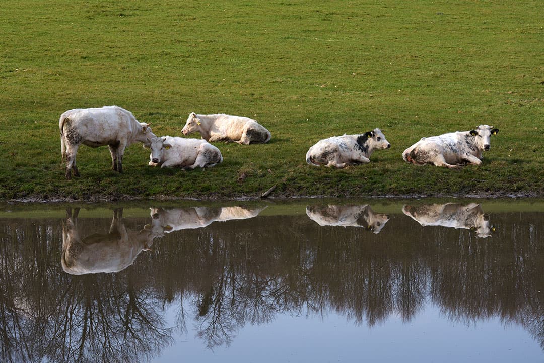 Het jongvee van maatschap Pinckaers vertoeft in de voorjaarszon in de Limburgse heuvels, in Gulpen. Het is windstil, dus de reflectie van het koppel vee in de waterpoel is spiegelglad. - Foto: Twan Wiermans