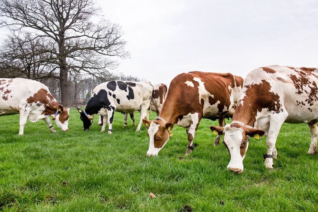 Als koeien voor het eerst weer de wei in gaan, voorkom dan pensverzuring en daling in melkvetgehalte met extra structuur en de juiste bijvoeding. Zorg ook voor een regelmatige en hoge voeropname voor voldoende pensvulling en stuur bij op basis van ureumgehalte. - Foto: Herbert Wiggerman