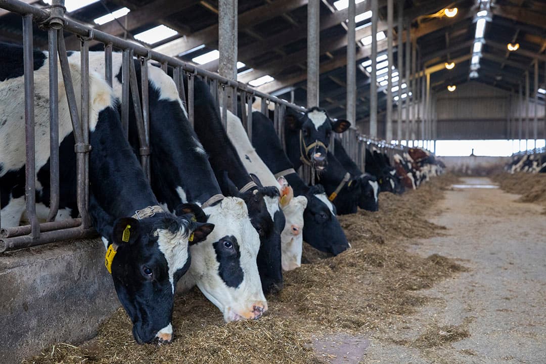 Dikkedarmverzuring komt net zo vaak voor als pensverzuring. Een verstoorde darmgezondheid staat in verband met transitieziekten als ketose en melkziekte. - Foto: Anne van der Woude