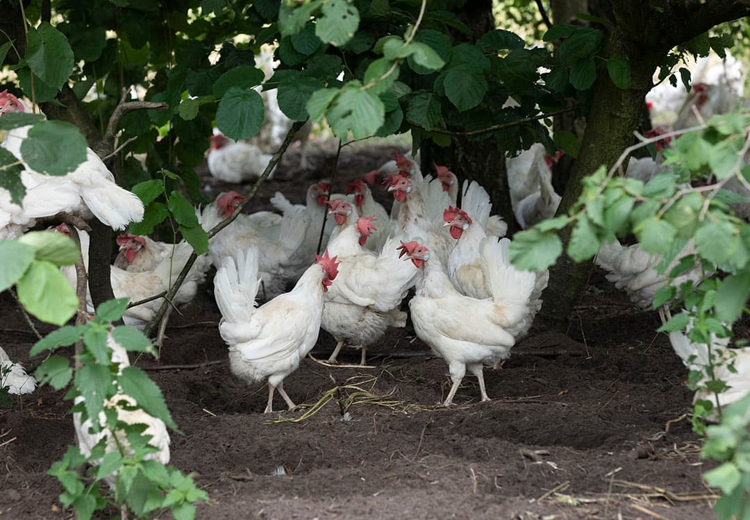Het eerstvolgende dat wij hier feestelijk gaan vieren is dat de kippen weer naar buiten mogen. - Foto: Hans Banus