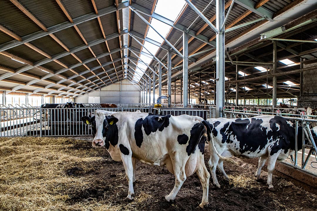Beweging die koeien krijgen ten opzichte van de ligbox naar het voerhek en weer terug, is goed voor droge koeien. - Foto: Ronald Hissink