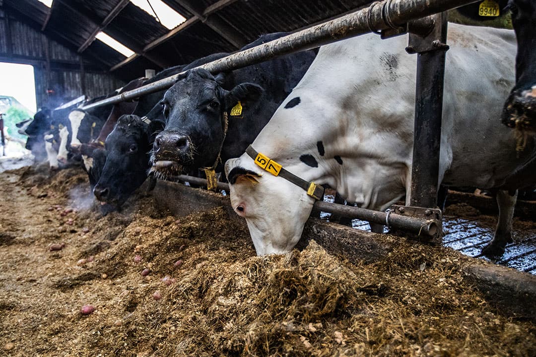 De voerkosten bepalen het leeuwendeel van de kostentoename in 2021. In 2022 zullen de voerkosten door de nu hard gestegen voerprijzen alleen maar verder toenemen. - Foto: Ronald Hissink