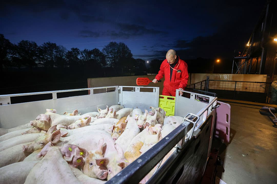 Doelstelling van het CoViVa-project is dat in 2025 de helft van de biggen PRRS-onverdacht het bedrijf verlaten. - Foto: Bert Jansen