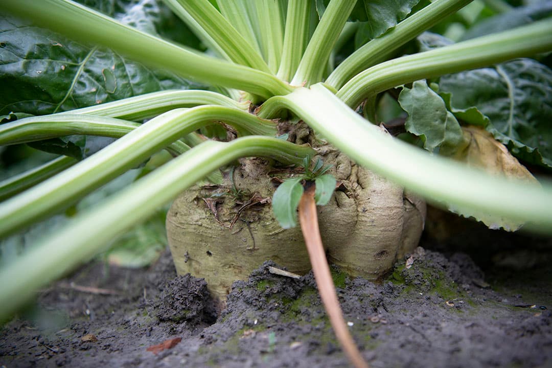 Suikerbiet. Na augustus heeft een gewas suikerbieten geen stikstof meer nodig en moet de bodemvoorraad op zijn. - Foto: Mark Pasveer