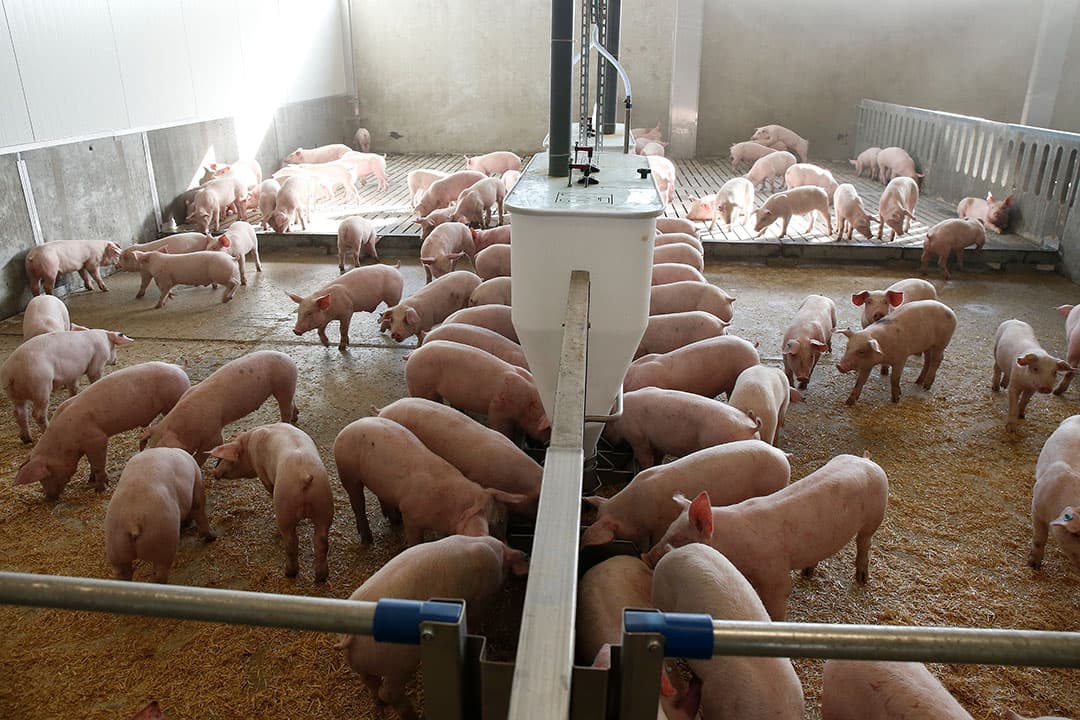 Een verschil met tien jaar geleden is dat conceptproductie opmars heeft gemaakt. Er zijn alles bij elkaar 15 tot 20 verschillende concepten; van grote slachterijconcepten en kleine ketens tot kleinschalige initiatieven. - Foto: Hans Prinsen