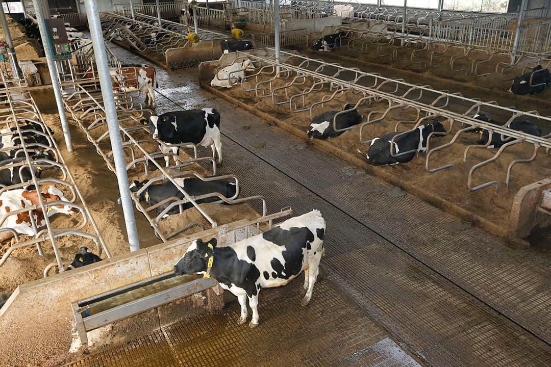 Klebsiella komt voor in de bodem, en daardoor soms in boxstrooisel. Ook in mest komt de bacterie voor. - Foto: Henk Riswick