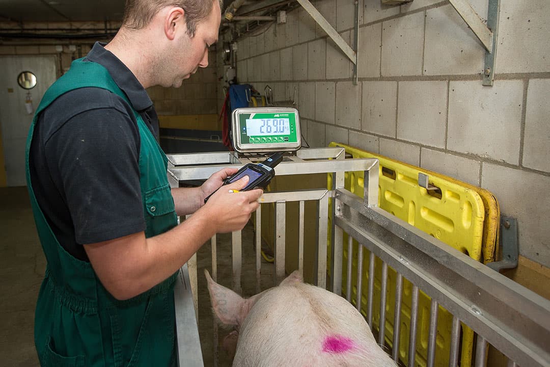 Het wegen van zeugen geeft concrete informatie over de conditie van dieren. - Foto: Peter Roek