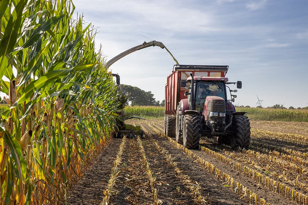 Weerbare mais begint met resistente maisrassen en goed teeltmanagement. De ontwikkeling van biologische gewasbescherming in mais staat nog in de kinderschoenen. Toepassing van biostimulanten neemt toe. - Foto: Peter Roek