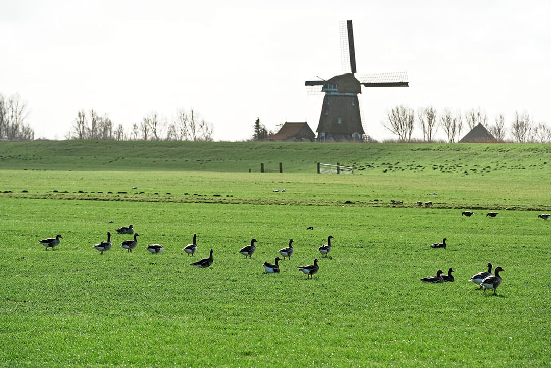 De afgelopen 3 weken waren er geen vogelgriepbesmettingen bij pluimveehouderijen, maar er werd wel vogelgriep vastgesteld bij wilde vogels. - Foto: Lex Salverda