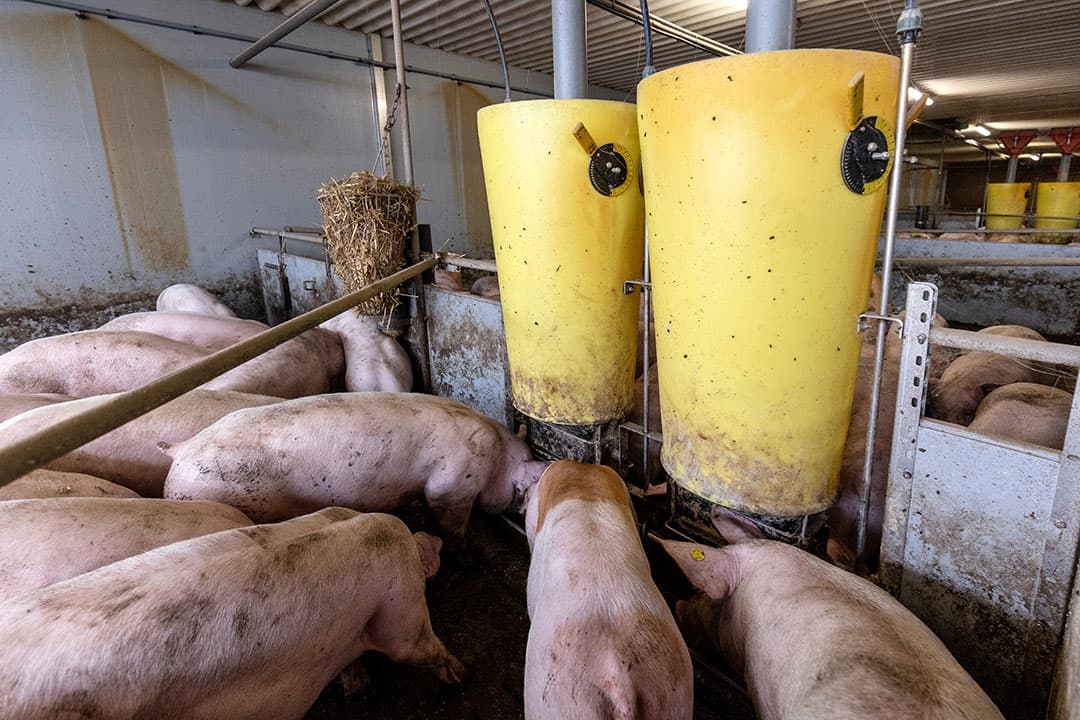 Varkensvoeders waren goed voor een afzet van 223.000 ton (plus 4,2%). Foto: Herbert Wiggerman