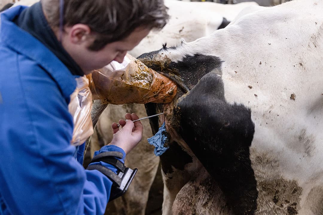 Koe insemineren. De conditiescore van droge koeien tijdens de droogstand heeft invloed op de vruchtbaarheid. - Foto: Herbert Wiggerman