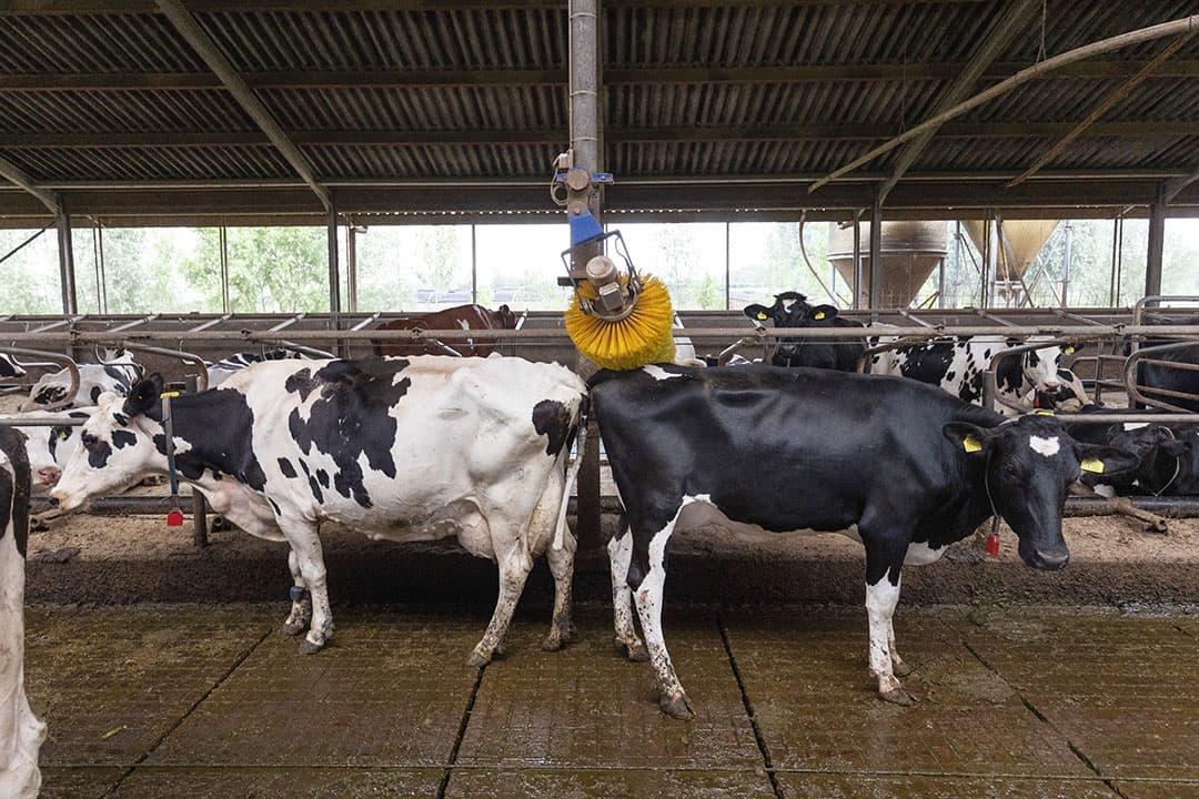 Foto: Herbert Wiggerman