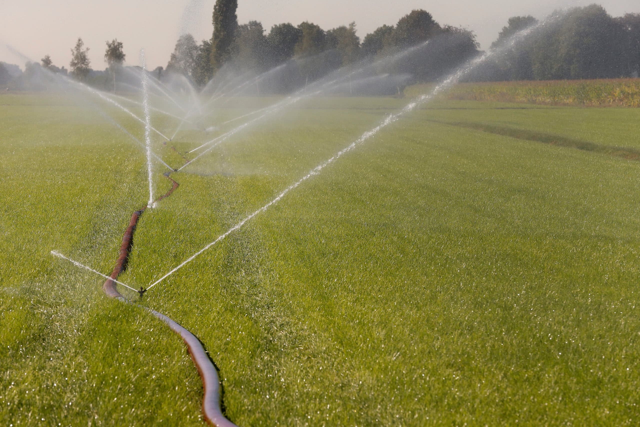 Beregeningsverbod met grondwater voor grasland in Zuid-Brabant