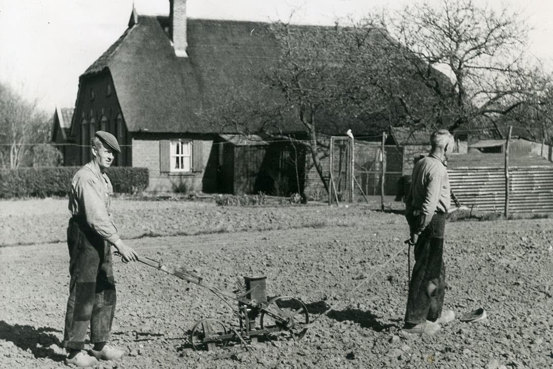 Omdat het zo arbeidsintensief was, paste de bietenteelt zich na verloop van tijd aan aan de hoeveelheid beschikbare arbeid en niet aan de hoeveelheid beschikbare grond. Mede daarom kromp het areaal geleidelijk van 6,6% van het bouwland in 1948 naar 5,5% in de tijd van de foto. - Foto: Misset