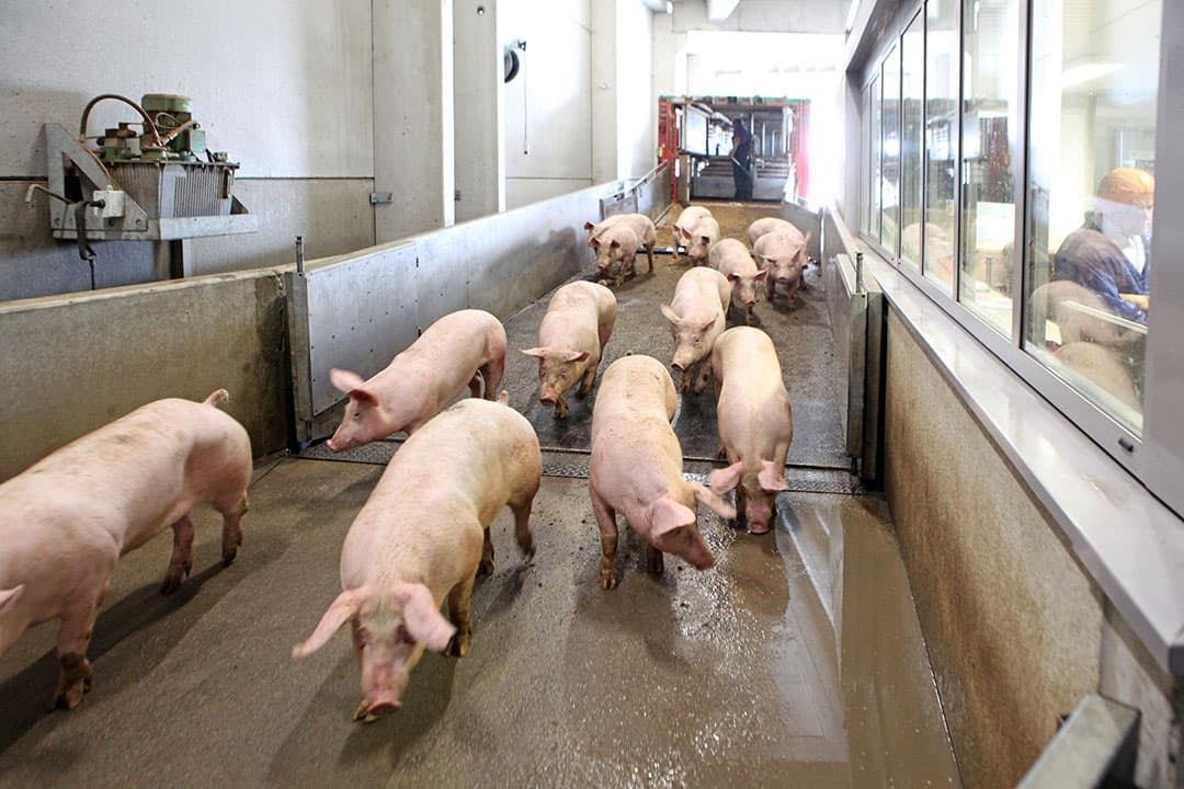 Animal Rights dient opnieuw klacht tegen slachterij Tielt in