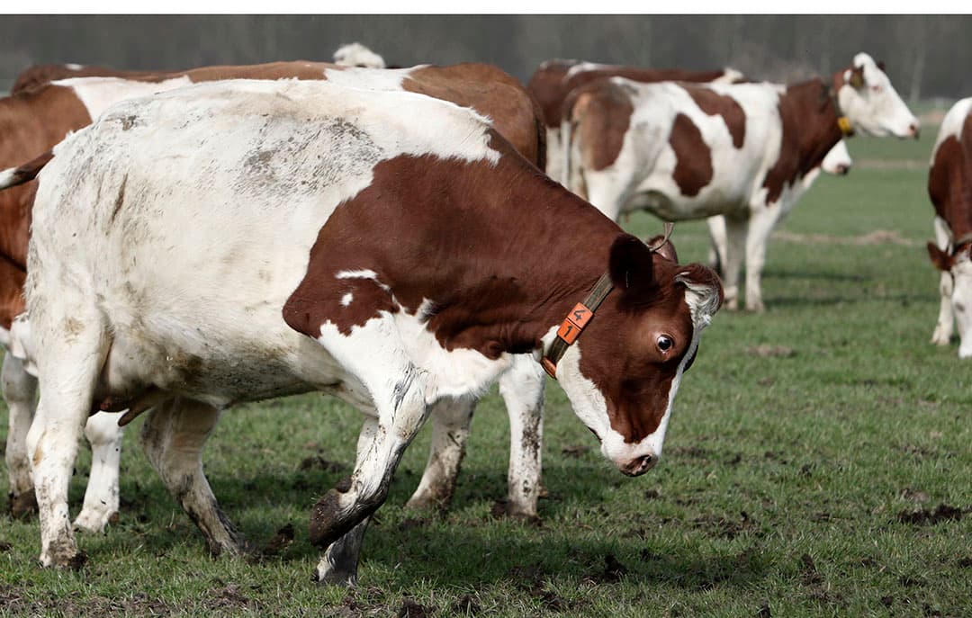 Op 21 maart 1997 kwam het bericht dat de eerste BSE-koe in Nederland gevonden was. De verschijnselen leken op die van een dier dat in het voorjaar voor het eerst weer naar buiten mag. - Foto: Roel Dijkstra