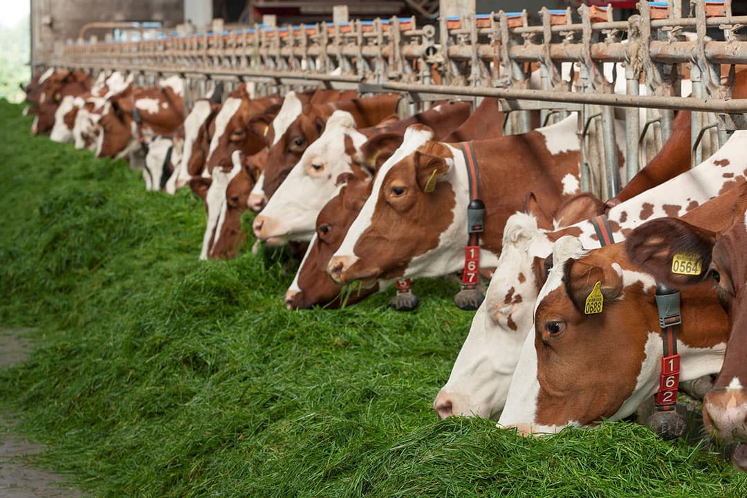 Door te kiezen voor grassen die vroeg bloeien (Weide 365) in combinatie met grassen die later bloeien (GreenSprit Smakelijke Weide) kun je je koeien het hele voorjaar jong smakelijk gras aanbieden. - Foto: Barenbrug