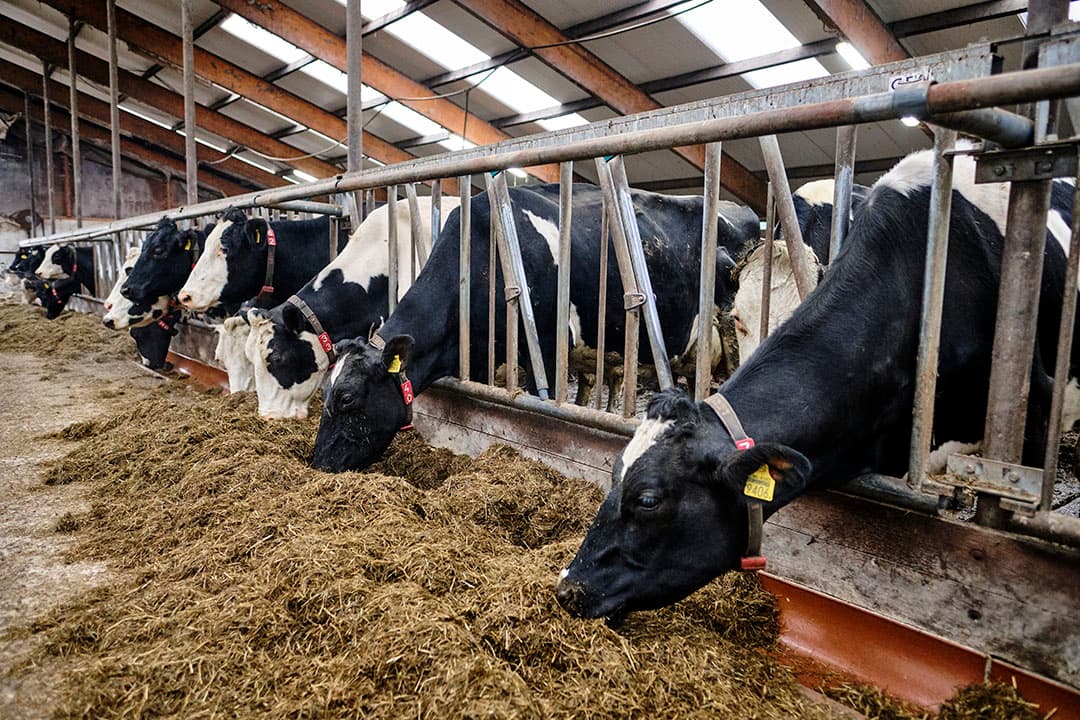 Het project koe en eiwit streeft naar een ruweiwitgehalte in het rantsoen van 155 gram per kilo droge stof. - Foto: Fred Libochant
