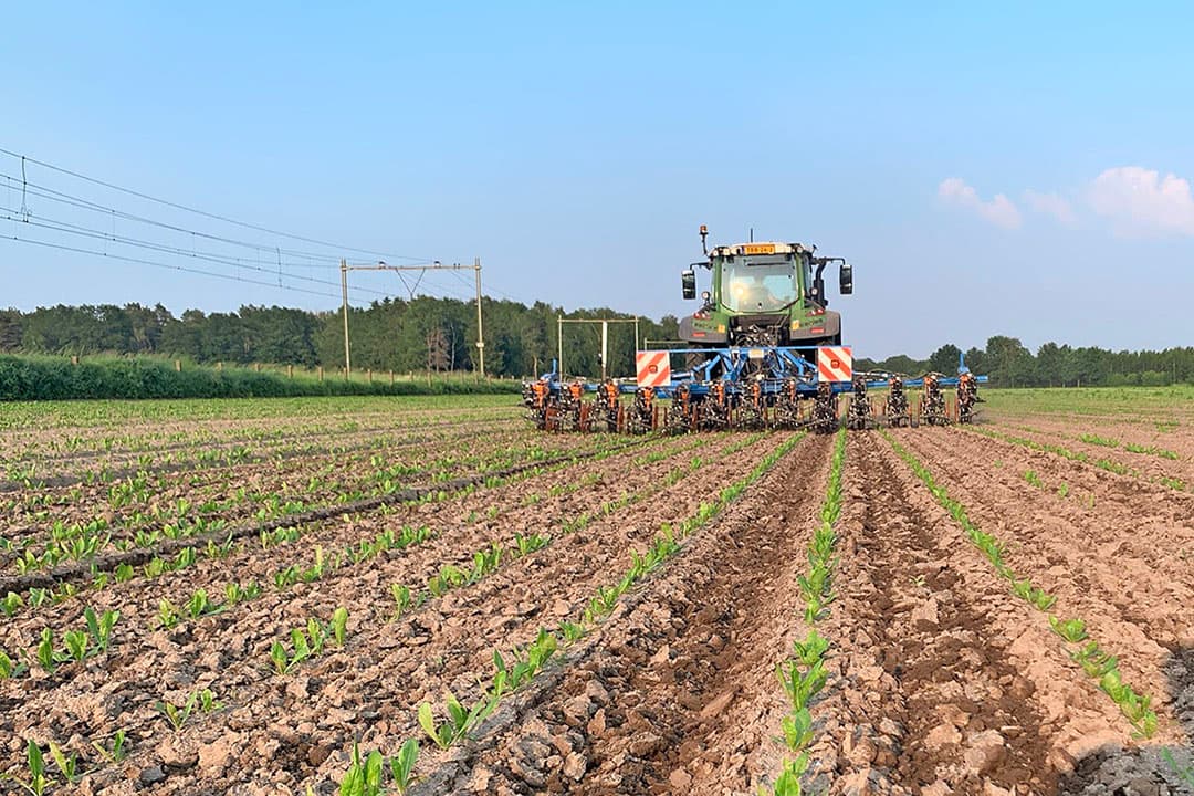 In Baexem in Midden-Limburg heeft Groeikracht afgelopen jaar een onkruidplatform van 25 hectare bieten en cichorei aangelegd. - Foto: Groeikracht