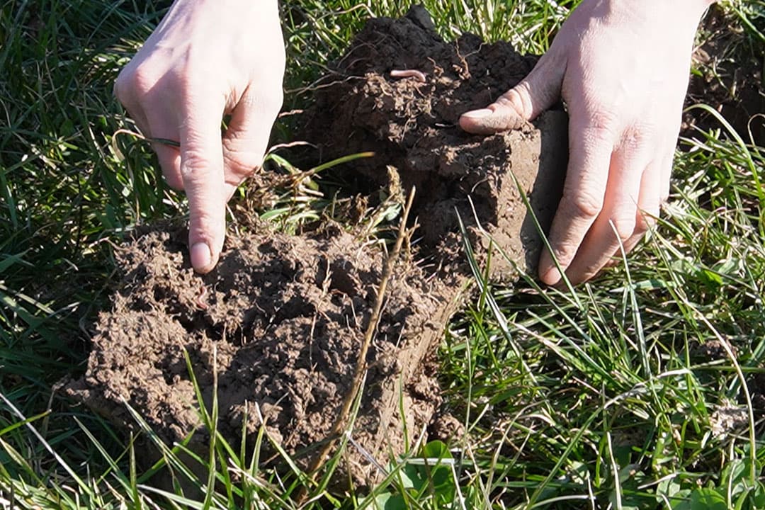 Foto: Boerderij