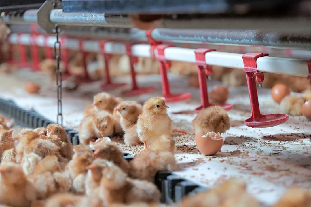 Eerste ‘on-farm hatching’ legkuikens in Rondeel-opfokstal van pluimveehouder Wijnand van Maanen in Barneveld (Gld). - Foto: Bram Teeuwsen