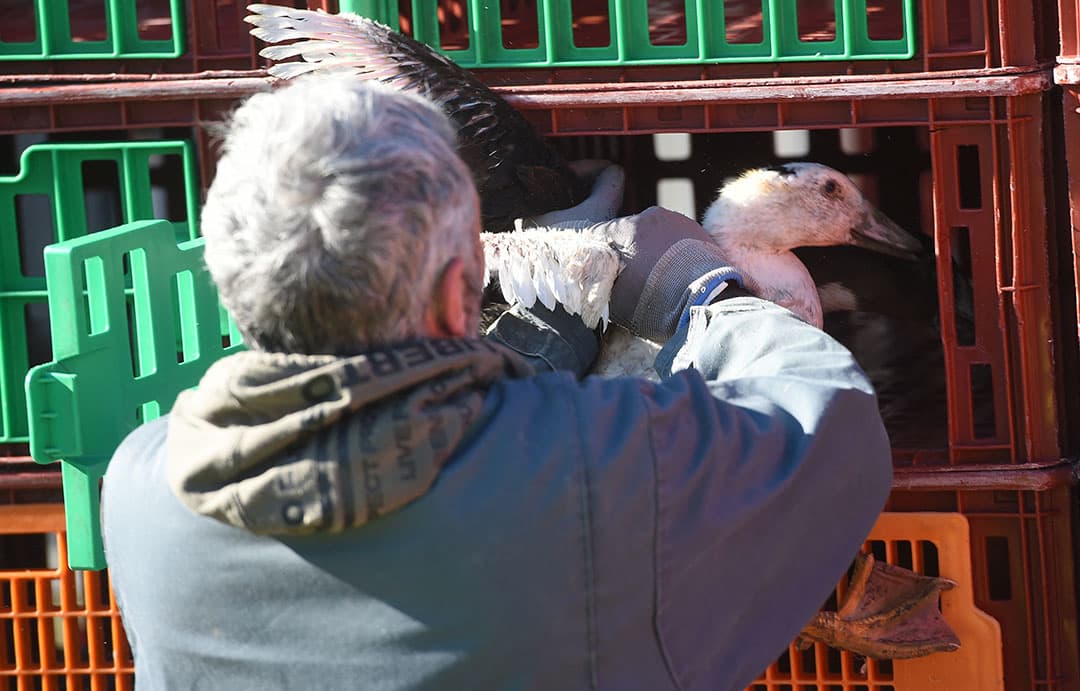 Archiefbeeld van de ruiming van een Frans pluimveebedrijf na een eerdere besmetting met vogelgriep in januari van dit jaar. - Foto: ANP