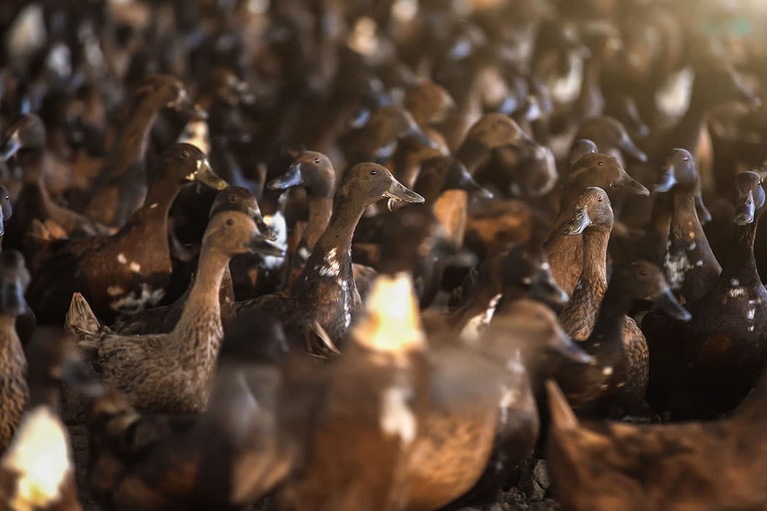In het tot nu toe meest getroffen verre Zuidwesten zijn al meer dan 4 miljoen dieren, meest eenden, geruimd. Foto: Canva