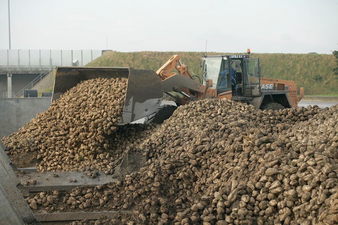 Suikerbieten worden verwerkt bij Cosun. - Foto: Koos Groenewold