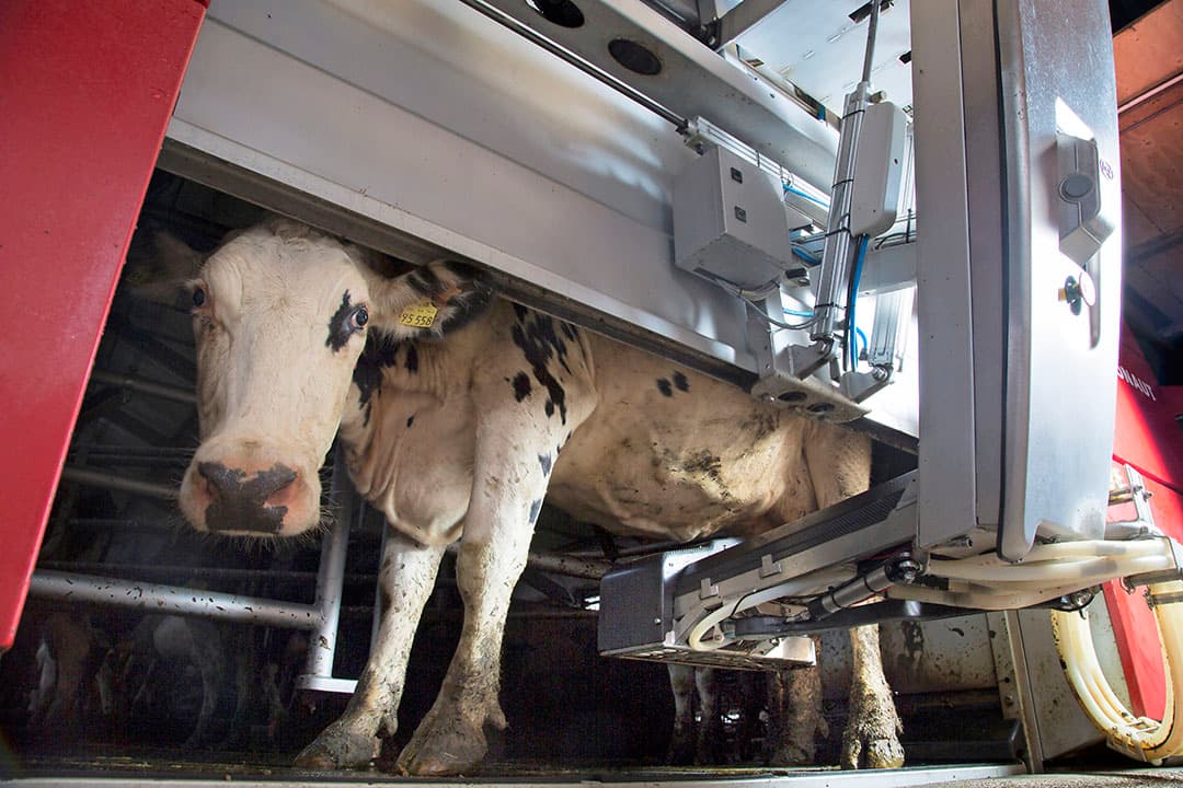 Lely, de Nederlandse fabrikant van melkrobots, is een van de bedrijven die zijn gestopt met het exporteren van robots naar Rusland en Belarus. Foto: Koos Groenewold