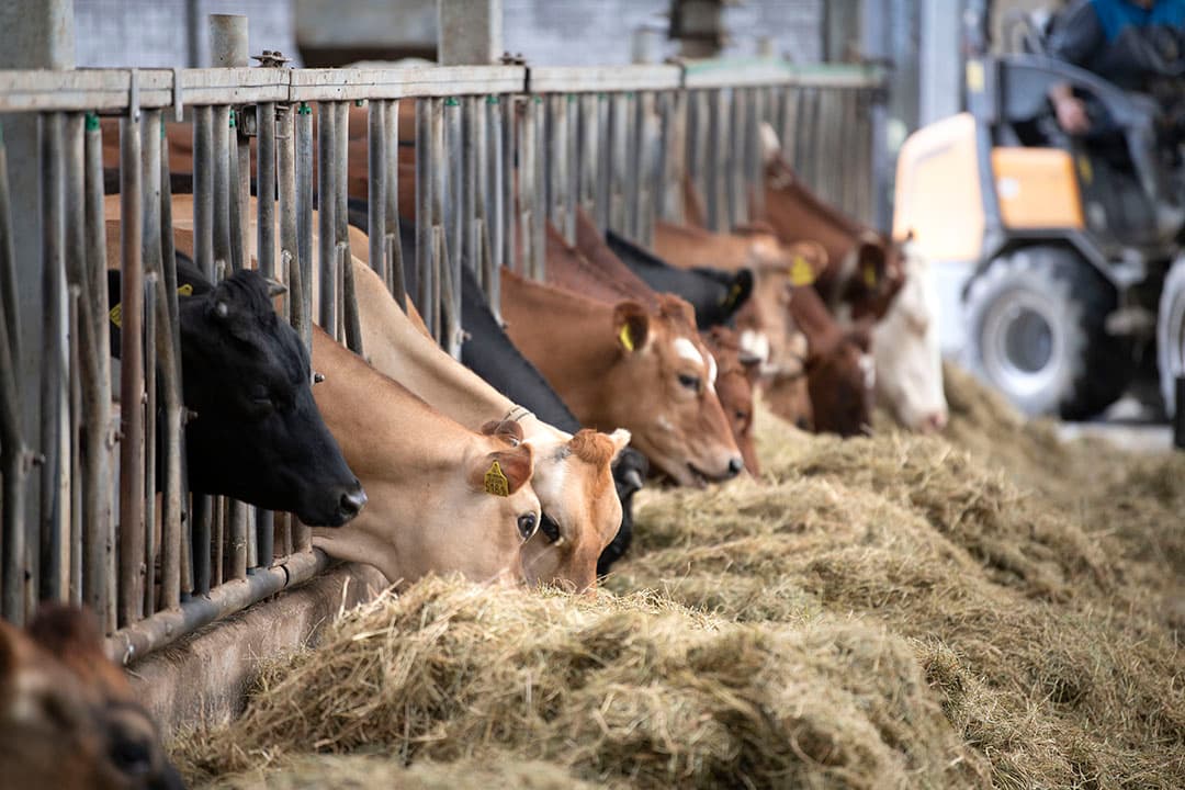 Als de overheid wil dat bedrijven extensiveren of aansturen op meer natuurinclusief, dan moet daarvoor wel de grond beschikbaar zijn voor de bedrijven, aldus Roel Jongeneel van WER. Foto: Mark Pasveer