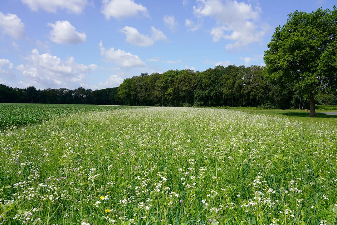 Bloeiende akkerrand naast een perceel mais. - Foto: Ruud Ploeg