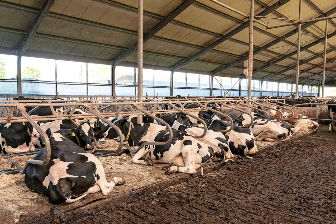 Bleker: Nederland heeft een geweldige zuivelketen. - Foto: Jan Willem van der Vliet
