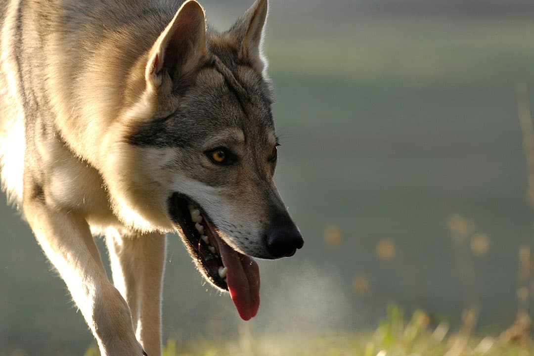 De voorwaarden voor de vergoeding zijn dat er twee wolvenaanvallen binnen zeven dagen moeten plaatsvinden. - Foto: Canva