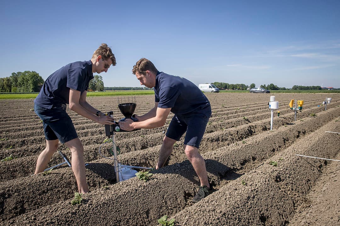 Plaatsing van vochtsensoren in een gewas aardappelen in Dronten. Als sensoren te diep in het bladerdek komen te staan kan dat leiden tot soms slechte doorgifte van het vochtgehalte in de bodem. - Foto: Koos Groenewold
