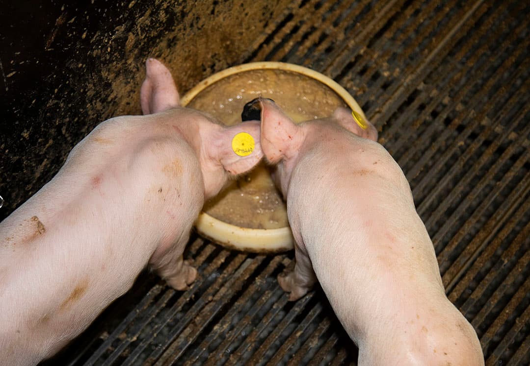 Voer wordt duurder. - Foto: Hans Banus