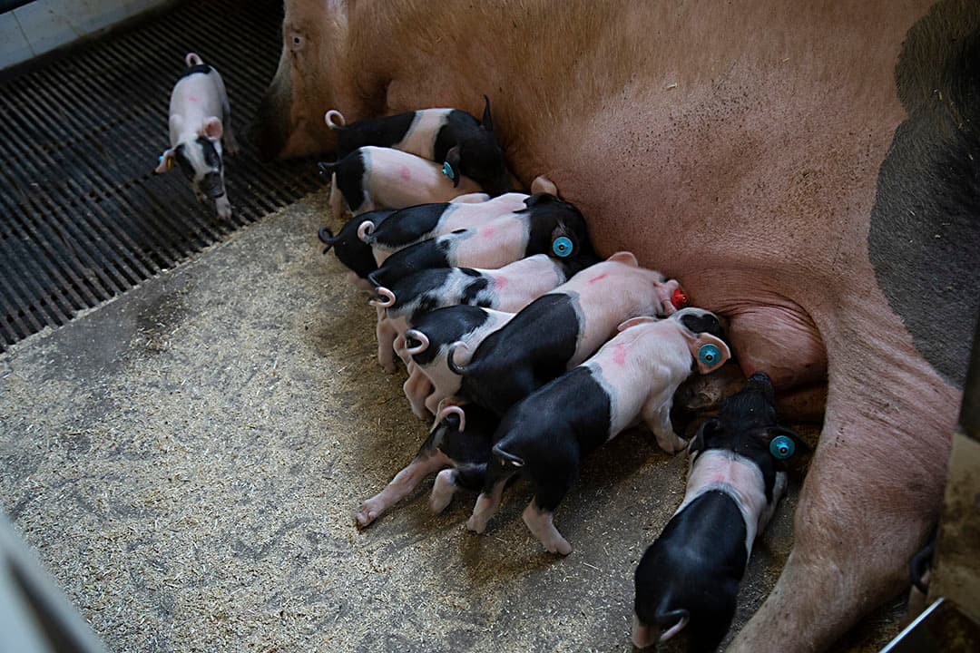 Het houden van lange staarten is alleen mogelijk als er op bedrijfsniveau geen sprake is van SINS. - Foto: Hans Banus