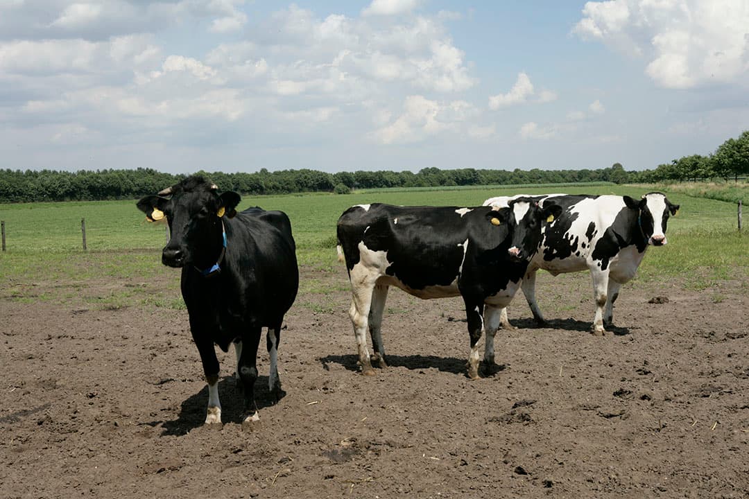 Een uitloop voor droge koeien. Als koeien een schralere conditie hebben tijdens de droogstand dan hebben ze na afkalven minder conditieverlies. - Foto: Jan Willem Schouten