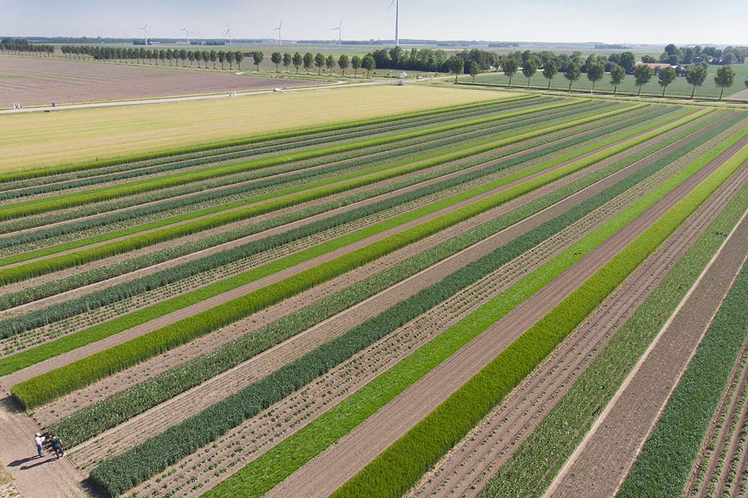 Strokenteeltperceel op de Boerderij van de Toekomst van WUR in Lelystad (Fl.). De strategie is zo min mogelijk spuiten. - Foto: Mark Pasveer