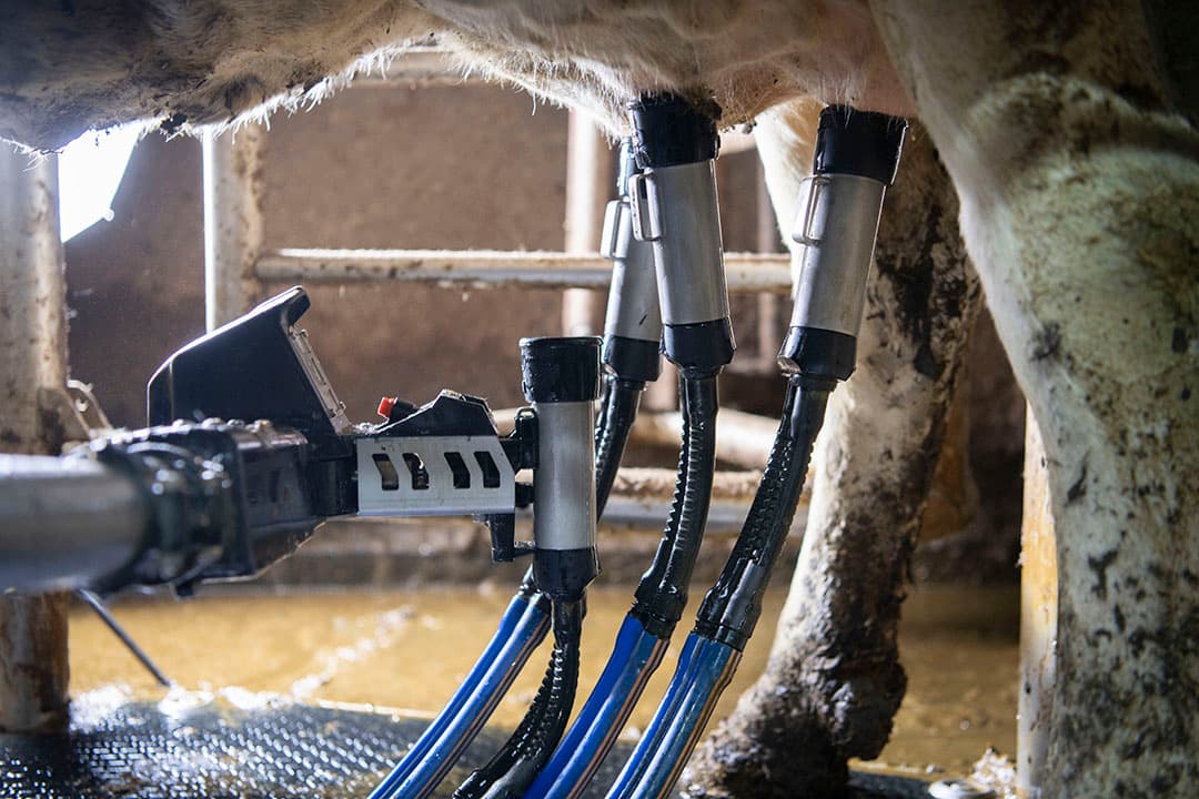 Het aandeel bedrijven dat automatisch melkt blijft gestaag toenemen. - Foto: Mark Pasveer