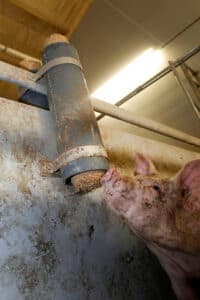 Aan strobriketten kan geknabbeld worden, nadeel is dat er maar 1 varken mee bezig kan zijn. - Foto: Henk Riswick