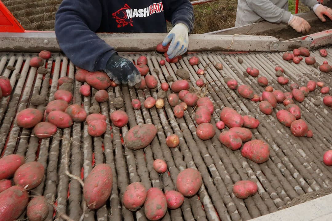 Oogst van consumptieaardappelen in september vorig jaar. - Foto: Henk Riswick.