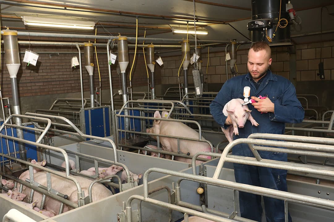 Het vaccineren van biggen is op de meeste varkensbedrijven een standaard handeling. Circo maakt vaak deel uit van het vaccinatieprogramma. - Foto: Henk Riswick