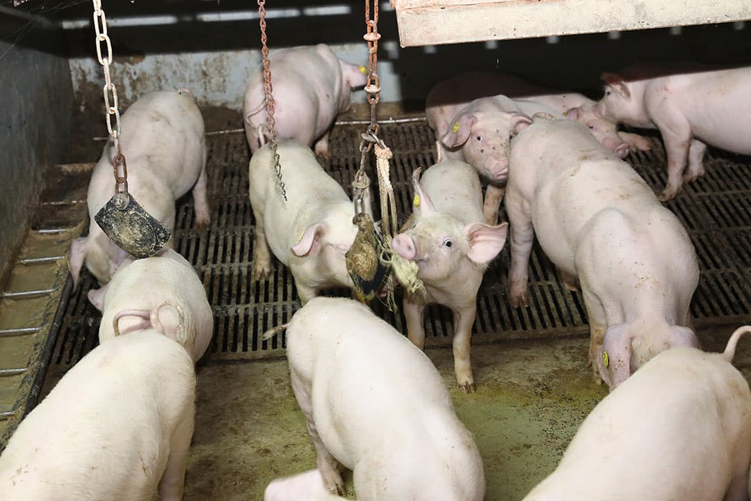 Varkens hebben een wroet- en bijtbehoefte. Vooral rond het wisselen van tanden neemt de bijt- en kauwbehoefte sterk toe. Het juiste verrijkingsmateriaal voorkomt agressief gedrag uit ongemak. Het materiaal moet voor meerdere dieren tegelijk te beschikbaar zijn. - Foto: Henk Riswick
