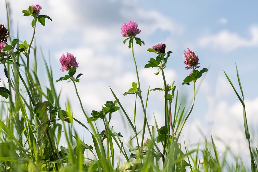 Rode klaver heeft eigenschappen die veehouders belangrijk vinden: opbrengend vermogen, tolerantie tegen droogte en lange levensduur. - Foto: Barenbrug